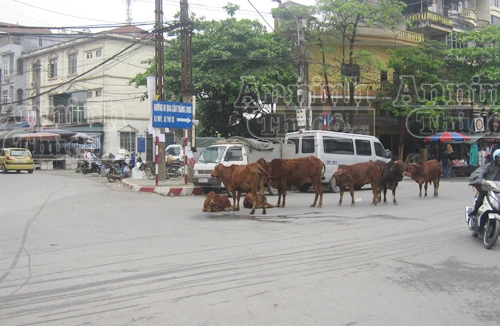 Giữa ngã tư Thủ đô, đàn bò đứng- nằm ngổn ngang
