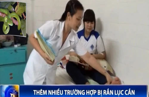 Thêm nhiều trường hợp bị rắn lục đuôi đỏ cắn