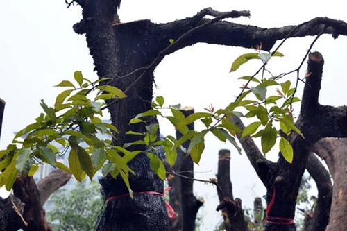 Vào điểm tập kết cây xanh được đánh chuyển, chặt hạ