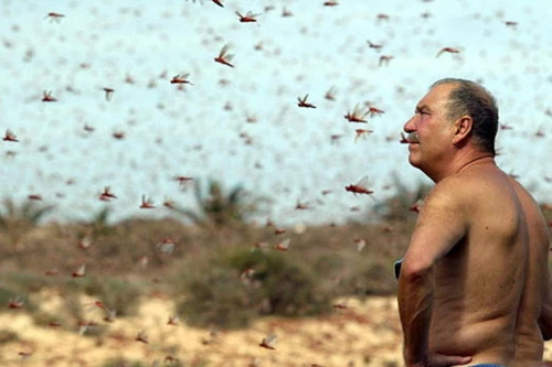 Châu chấu to như chim sẻ "tấn công" miền nam nước Nga