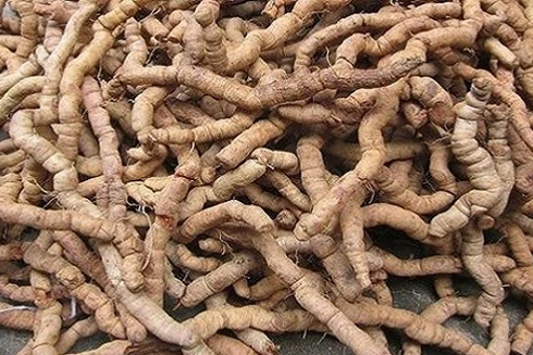 Thu giữ 490kg ba kích nhập lậu