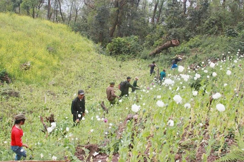 Phá nhổ cây thuốc phiện ở huyện Mường Tè