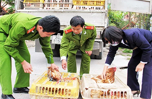 Hải quan siết chặt việc kiểm tra gia cầm nhập lậu