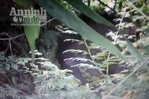 Thả 2 cá thể khỉ quý hiếm về rừng