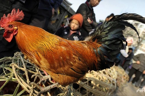 Phát hiện ca nhiễm cúm H7N9 lây từ người sang người