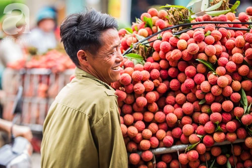 Mất mùa vải, nông dân Bắc Giang lại... phấn khởi