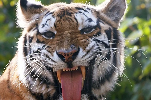 Điểm danh những loài động vật nguy hiểm nhất hành tinh