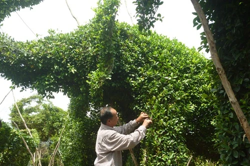 Nghệ nhân miệt vườn “đóng tàu” Hoàng Sa