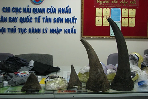 Bắt lượng lớn sừng tê giác nhập lậu qua sân bay Tân Sơn Nhất