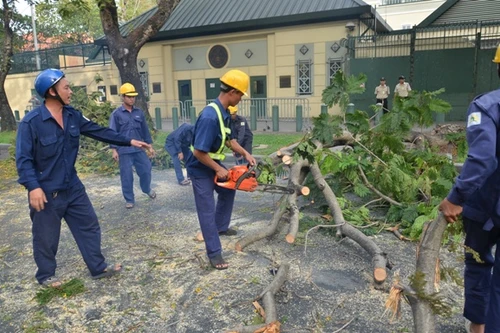Nhánh cây gãy đè gãy chân người đi đường