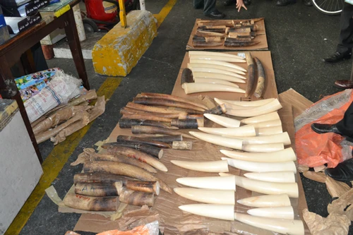 Bắt giữ 77 ngà voi châu Phi ở sây bay Tân Sơn Nhất