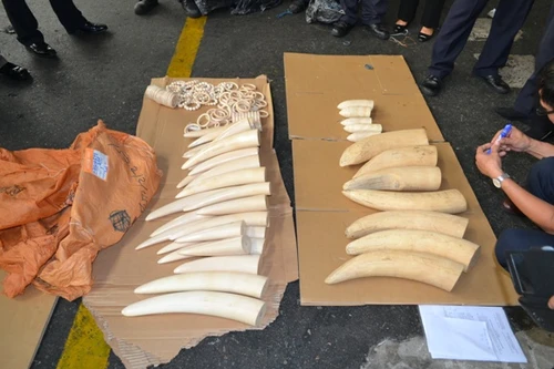 Ngà voi châu Phi “đột lốt” thực phẩm qua sân bay Tân Sơn Nhất