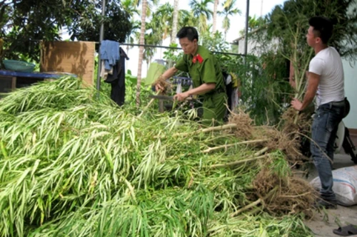 TP.Hồ Chí Minh: Phát hiện vườn cần sa trồng cuối hẻm