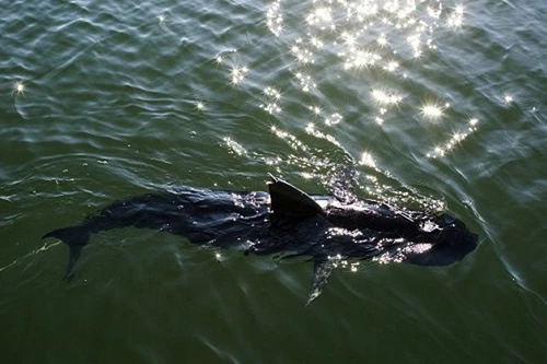 “Tân binh” của Hải quân Mỹ: Robot gián điệp cá ngừ