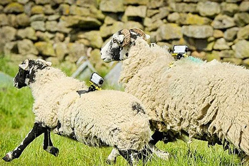 Anh: Sử dụng cừu làm trạm phát wifi 