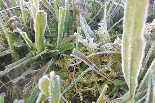 Sương muối phủ trắng Sa Pa