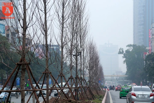 Hà Nội: Hàng cây phong lá đỏ được trồng trên đường Trần Duy Hưng