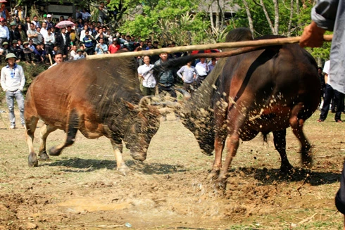 Chồng tổ chức đấu bò, vợ bị bò húc chết