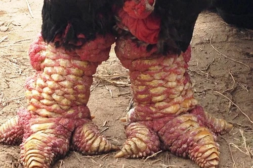 Lần đầu tiên, gà bạc triệu Đông Tảo thi “khỏe, đẹp“