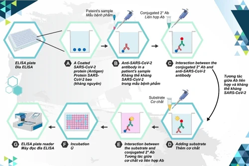 Cấp phép nhập khẩu 30 triệu liều vắc xin Covid -19 Hayat-Vax sản xuất tại UAE