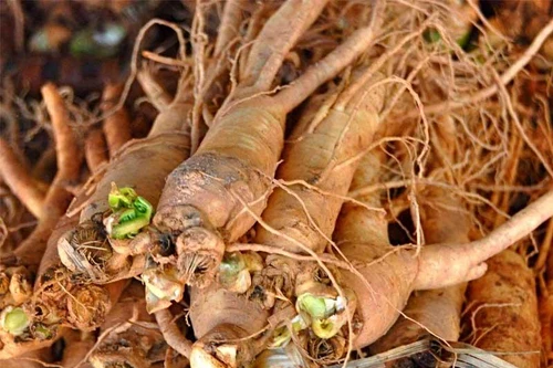 Bài thuốc bổ huyết, hoạt huyết, phá ứ từ 6 vị thuốc quý