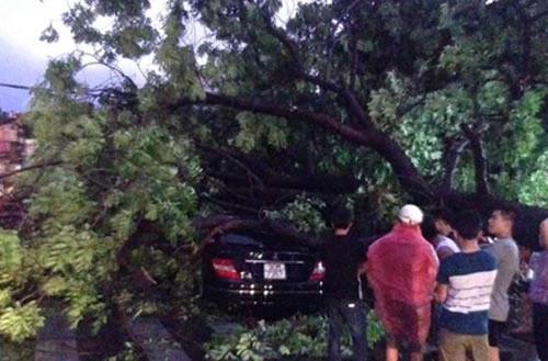 Hà Nội: Mưa giông giật mạnh, nhiều cây đổ đè "xế hộp"