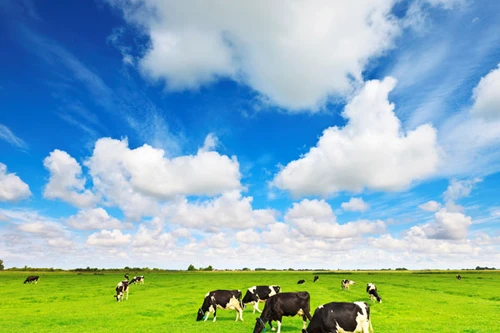 Khỏe đẹp với thực phẩm organic cao cấp