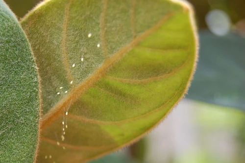 Phát hiện loài hoa 3000 năm nở tại Hà Nội?