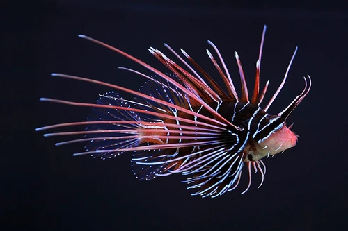 Loài cá sở hữu vẻ ngoại hình vô cùng rực rỡ nhưng là sát thủ kịch độc