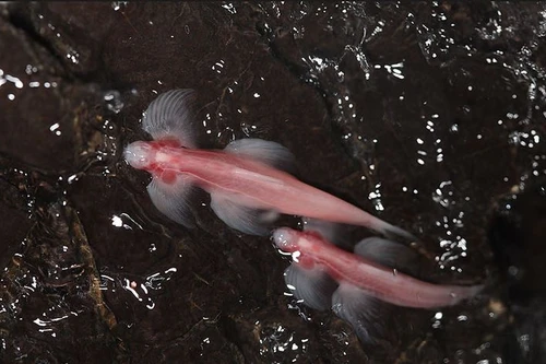 Loài cá độc đáo không có mắt và có khả năng bơi ở các dòng thác