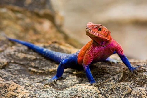 Loài bò sát đẹp nhất hành tinh có màu sắc giống hệt "siêu nhân"