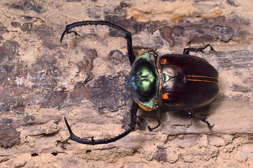 Loài côn trùng nổi bật với vẻ ngoài lấp lánh có giá tiền tỷ mỗi con