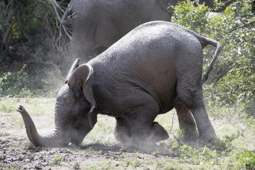 Khi động vật "nghiện rượu" hơn cả con người, chúng cũng quên lối về