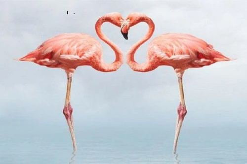 Loài chim sở hữu vẻ đẹp quyến rũ nhưng cực kỳ thủy chung