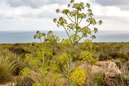 Loại gia vị mùi giống “rau thối” nhưng nhiều người vô cùng yêu thích