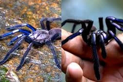 Các loài động vật xanh dương cực hiếm trong tự nhiên