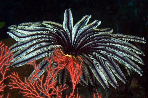 Chiêm ngưỡng loài động vật có vẻ đẹp kỳ lạ dưới đáy đại dương