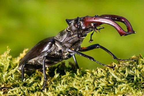 Loài bọ quý hiếm được giới thượng lưu săn lùng làm thú cưng