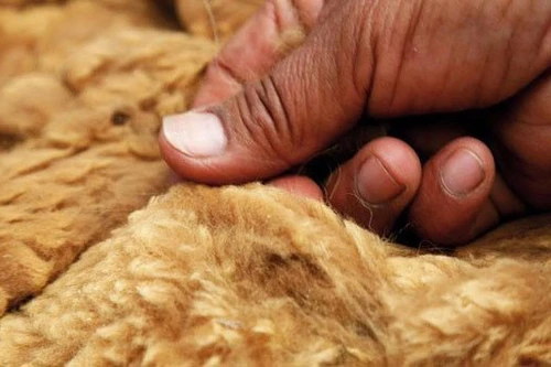 Những loại vải đắt tiền bậc nhất thế giới của giới thượng lưu