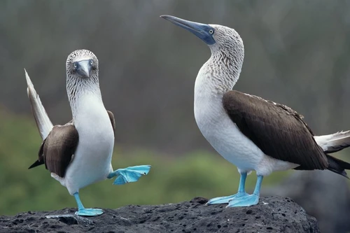 Loài chim có đôi chân xanh biếc thu hút đối phương bằng vũ điệu độc đáo