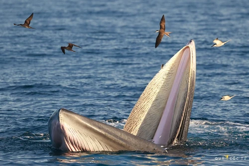 Những loài động vật có miệng siêu rộng