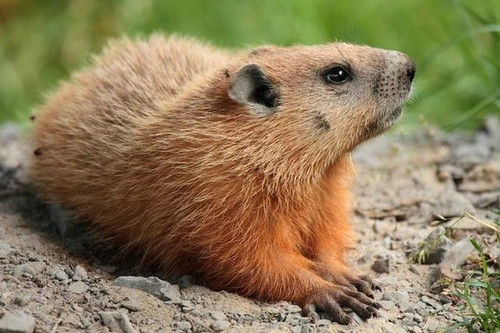 Loài sóc Macmot mệnh danh kiến trúc sư trong thế giới động vật