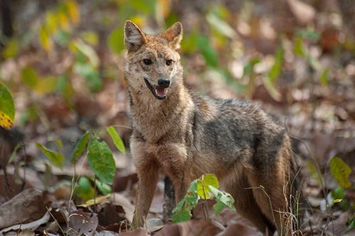 Những điều chưa biết về loài sói rừng Việt Nam quý hiếm