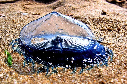 Loài sứa có màu xanh tuyệt đẹp nhưng độc kinh hoàng