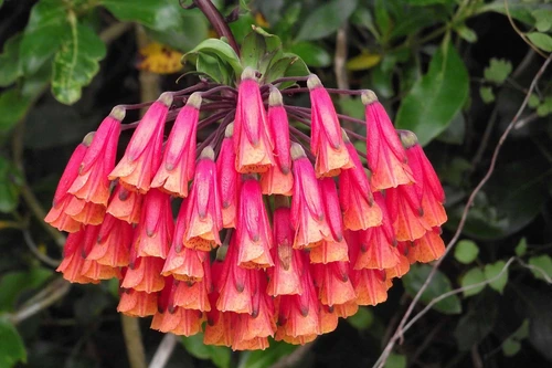 Khám phá những loài hoa loa kèn độc đáo trên thế giới