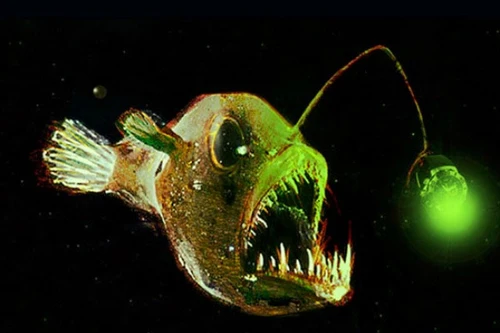 Độc lạ loài cá có khả năng săn mồi bằng cần câu 