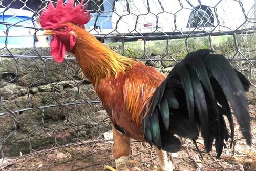 Những loại gà tiến vua có giá đắt đỏ, được săn lùng dịp Tết Nguyên đán