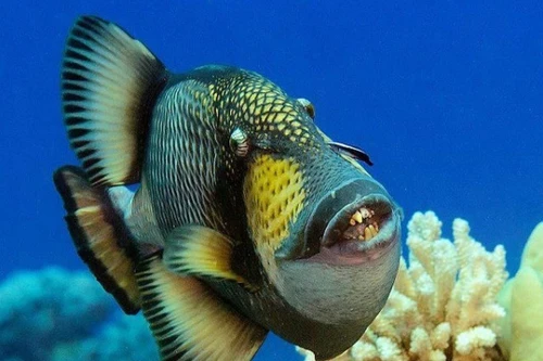 Kỳ lạ loài cá có hàm răng giống con người và tính cách thú vị