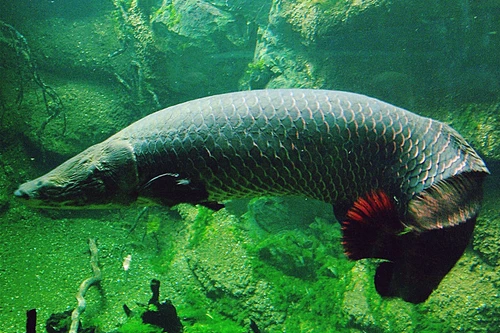 Thủy quái khổng lồ hung dữ nhất vùng sông Amazon