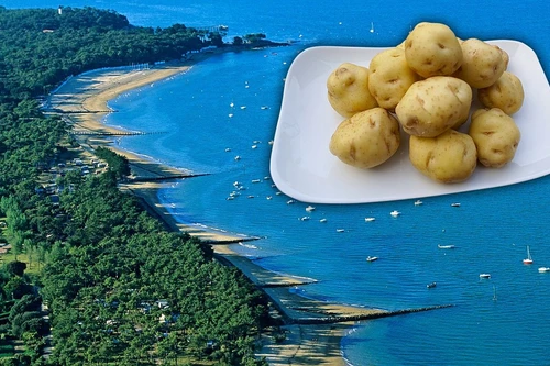 Khoai tây đắt nhất thế giới, giá lên tới vài chục triệu đồng/kg